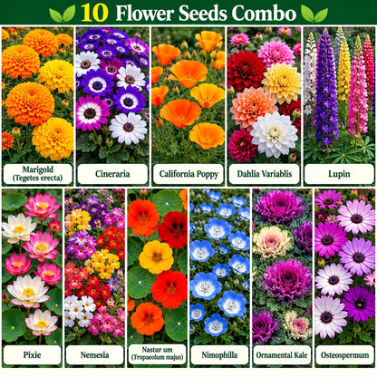 10 Flower Seeds Combo Pack – 10 Colourful Varieties