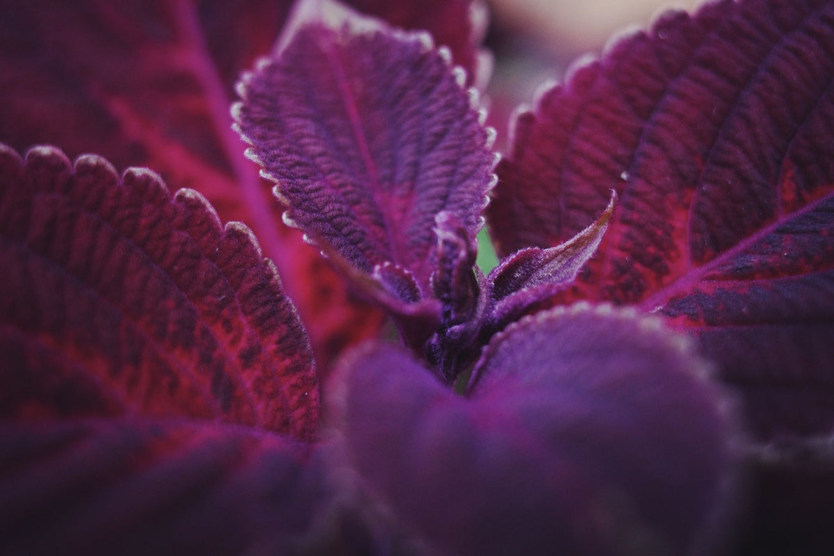 Coleus Purple Prince ke ghane maroon-purple patte, close-up macro shot, koi green nahi — pura foliage rich purple shade me