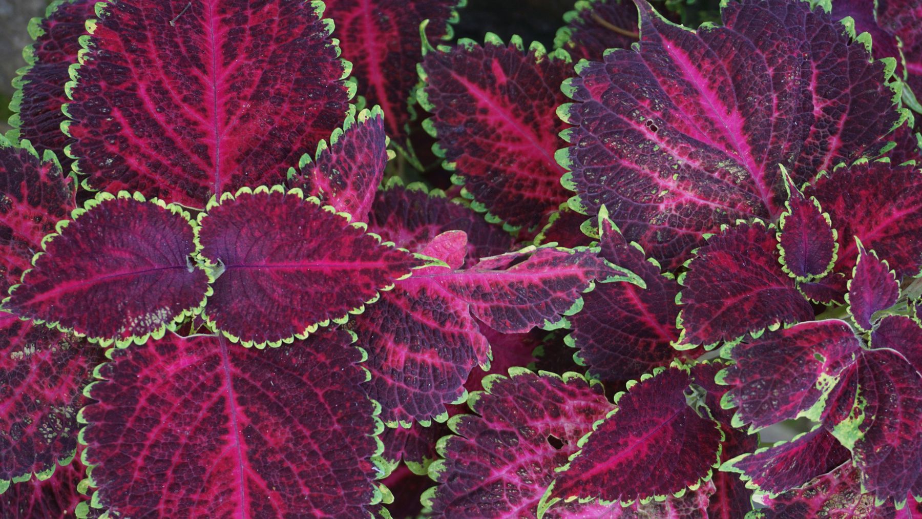 Coleus ke bicolour patte — gehra maroon-red center aur halka green kinara, close-up macro shot
