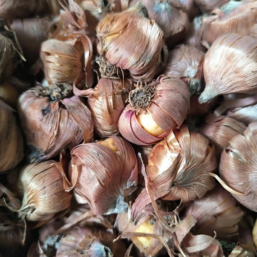 Close-up of dormant gladiolus corms showing firm bulbs with dry papery outer covering