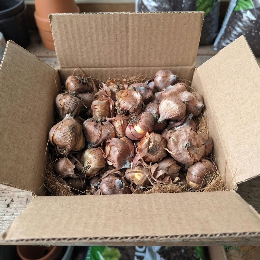 Gladiolus corms in an open shipping box ready for planting