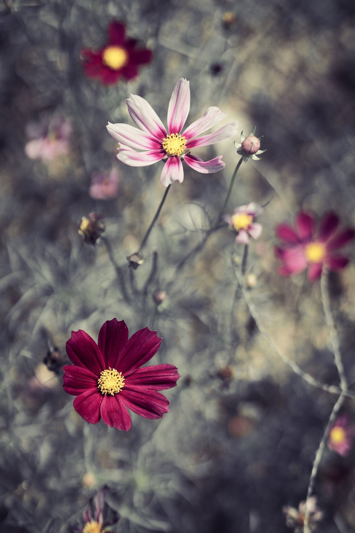 Cosmos ke deep maroon-red phool khile hue, peele center ke saath, bagh me