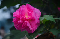 Gehra pink double-petal Cotton Rose (Hibiscus mutabilis) phool, hare pattay ke saath