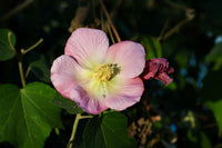 Halka pink Hibiscus mutabilis phool jiska center white-yellow hai, subah wale bloom jaisa