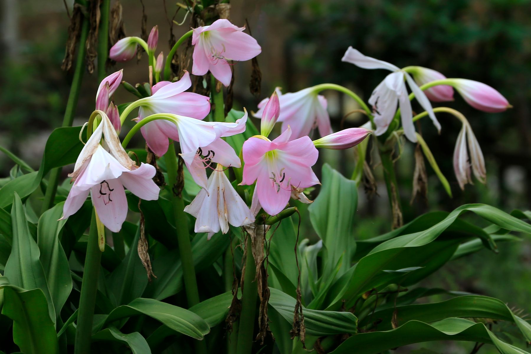Crinum lily ke pink-white cluster flowers bagiche mein khile hue
