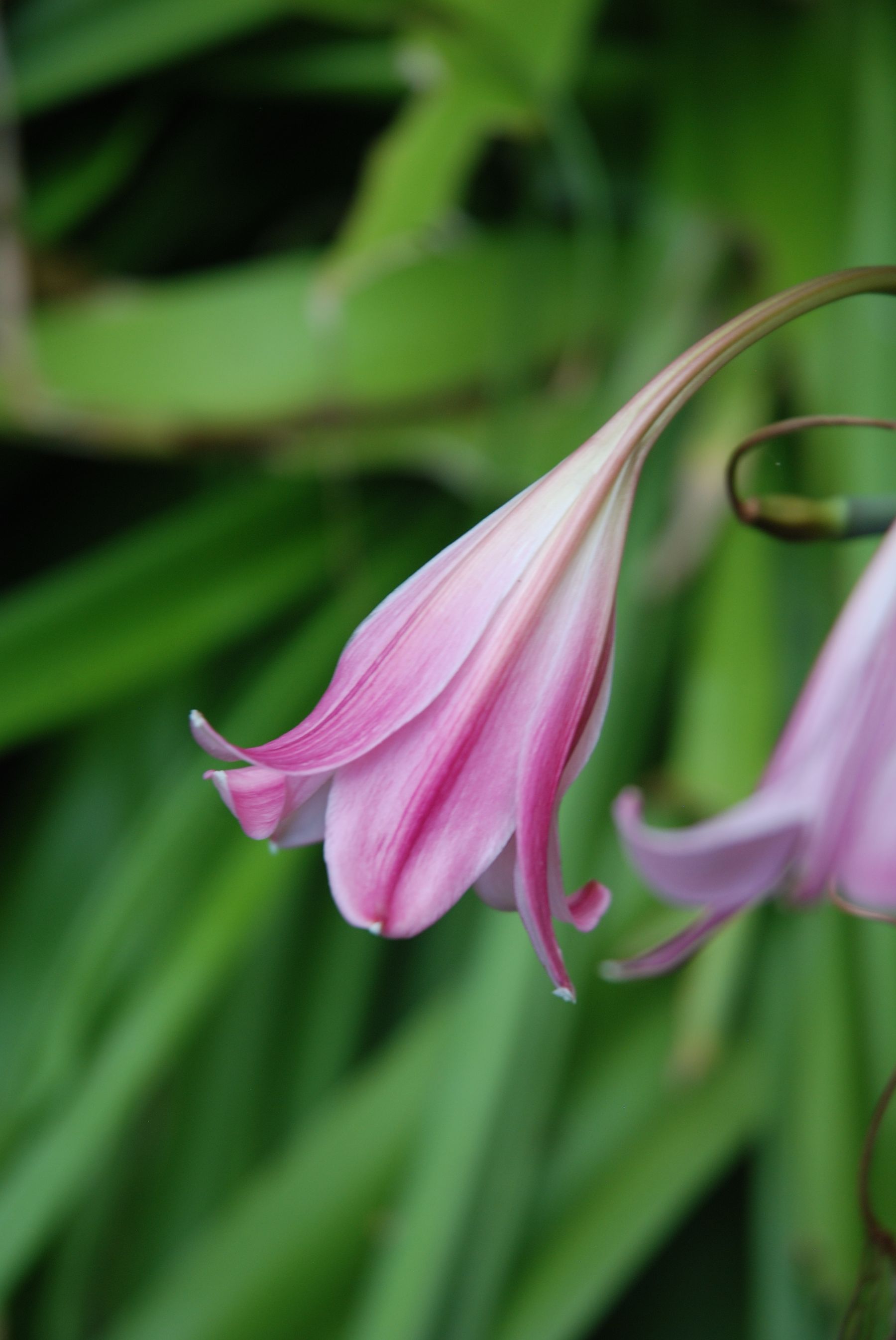 Crinum lily ka close-up, pink-purple streaks ke saath white petal