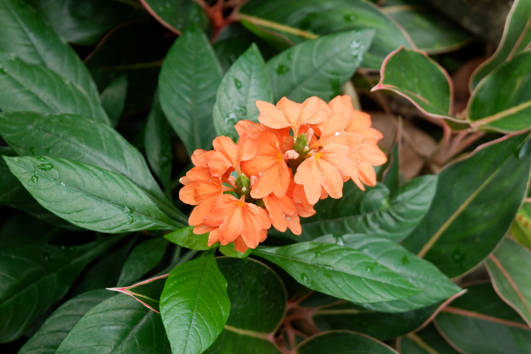 Crossandra ke gutchhe mein narangi phool hari pattiyon ke beech