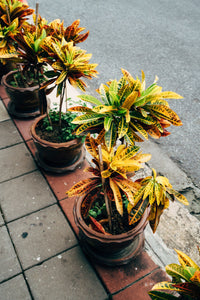 Gamle mein lage croton (Codiaeum variegatum) plants — patti pe yellow-green-maroon rangeen mix pattern, ek footpath row me.