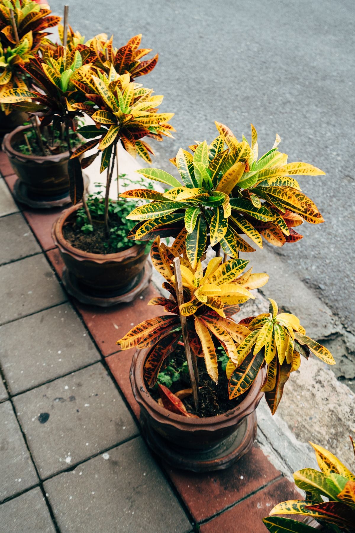 Gamle mein lage croton (Codiaeum variegatum) plants — patti pe yellow-green-maroon rangeen mix pattern, ek footpath row me.