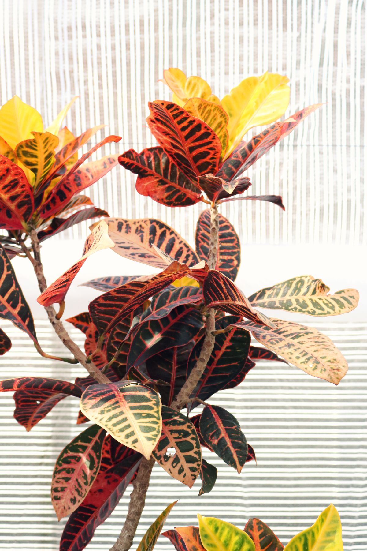 Croton plant close-up — bold red-black aur yellow veined leaves, classic 'petra' type croton foliage.