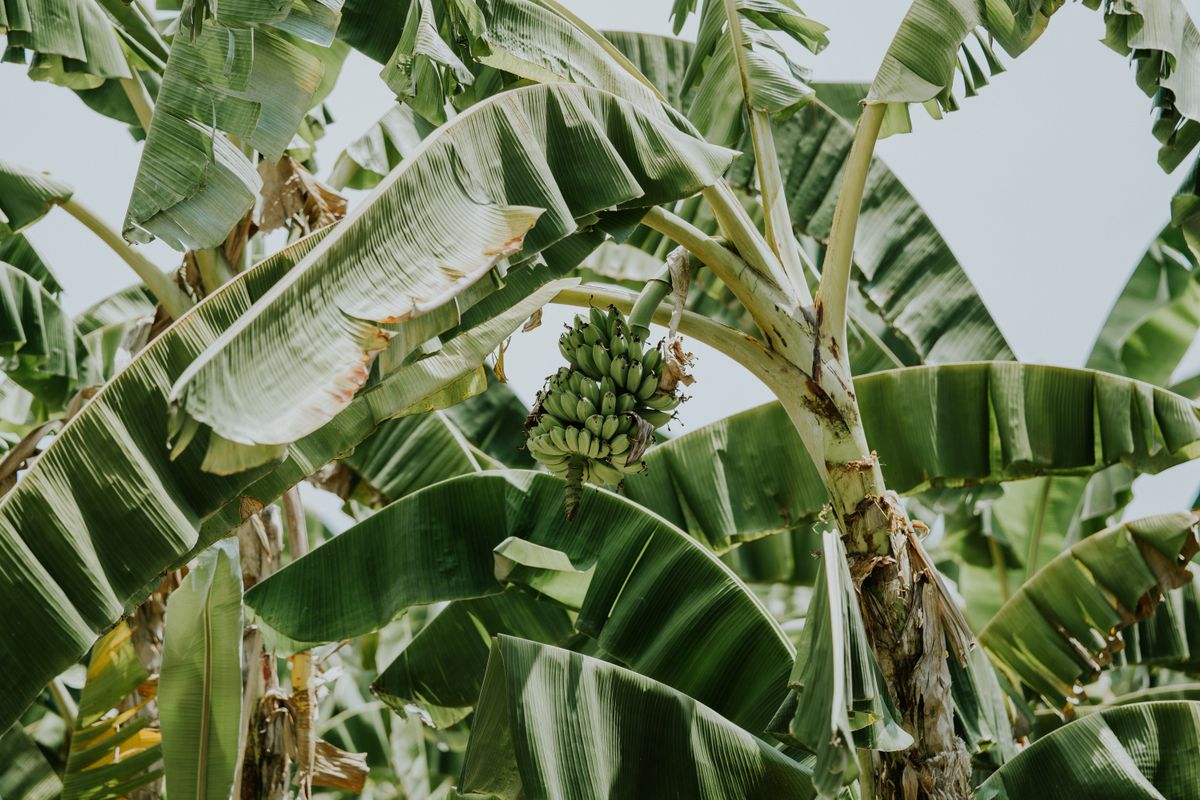Banana plant ke bade hare patton ke beech chhota hara banana bunch laga hua
