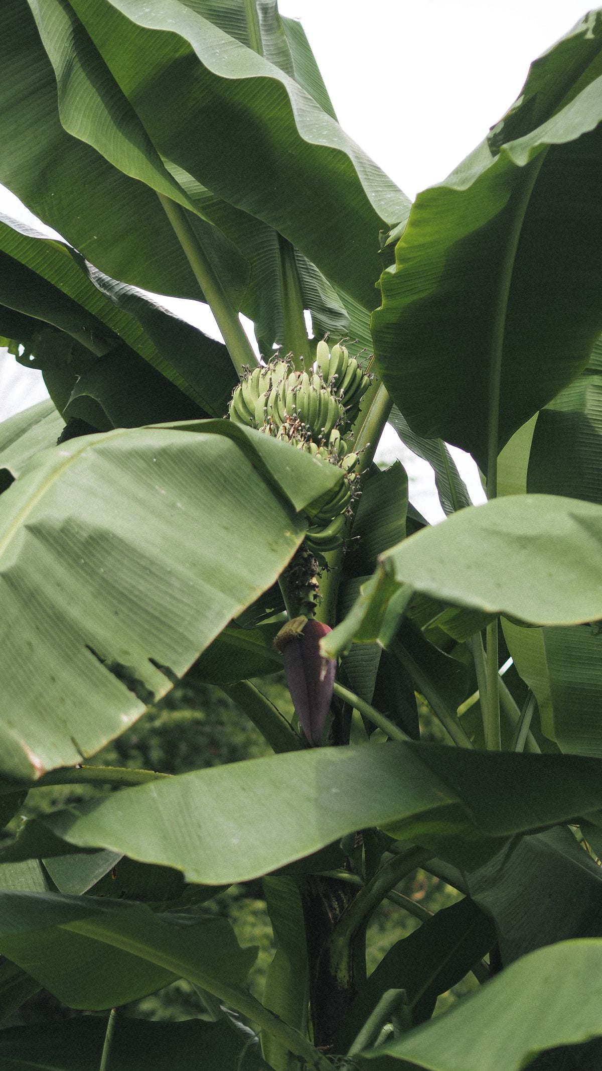 Banana plant ke patton ke beech hara banana bunch aur banana flower (maroon bud) dikh raha hai