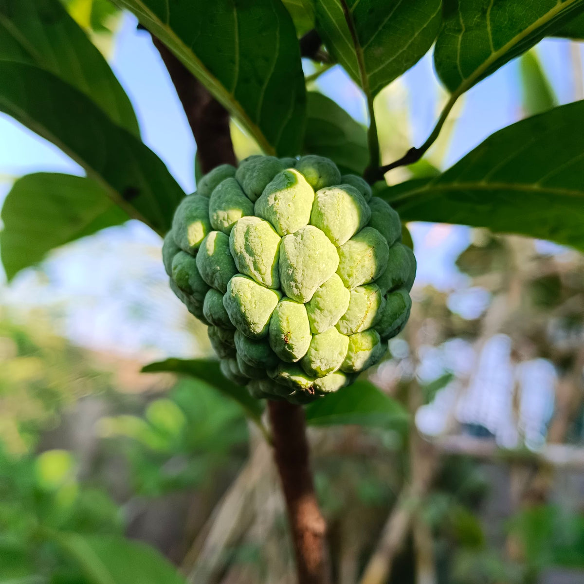 Custard apple (sitaphal) ka hara, ankharon jaisa phal seedhe ped ki dali par latka hua, close-up