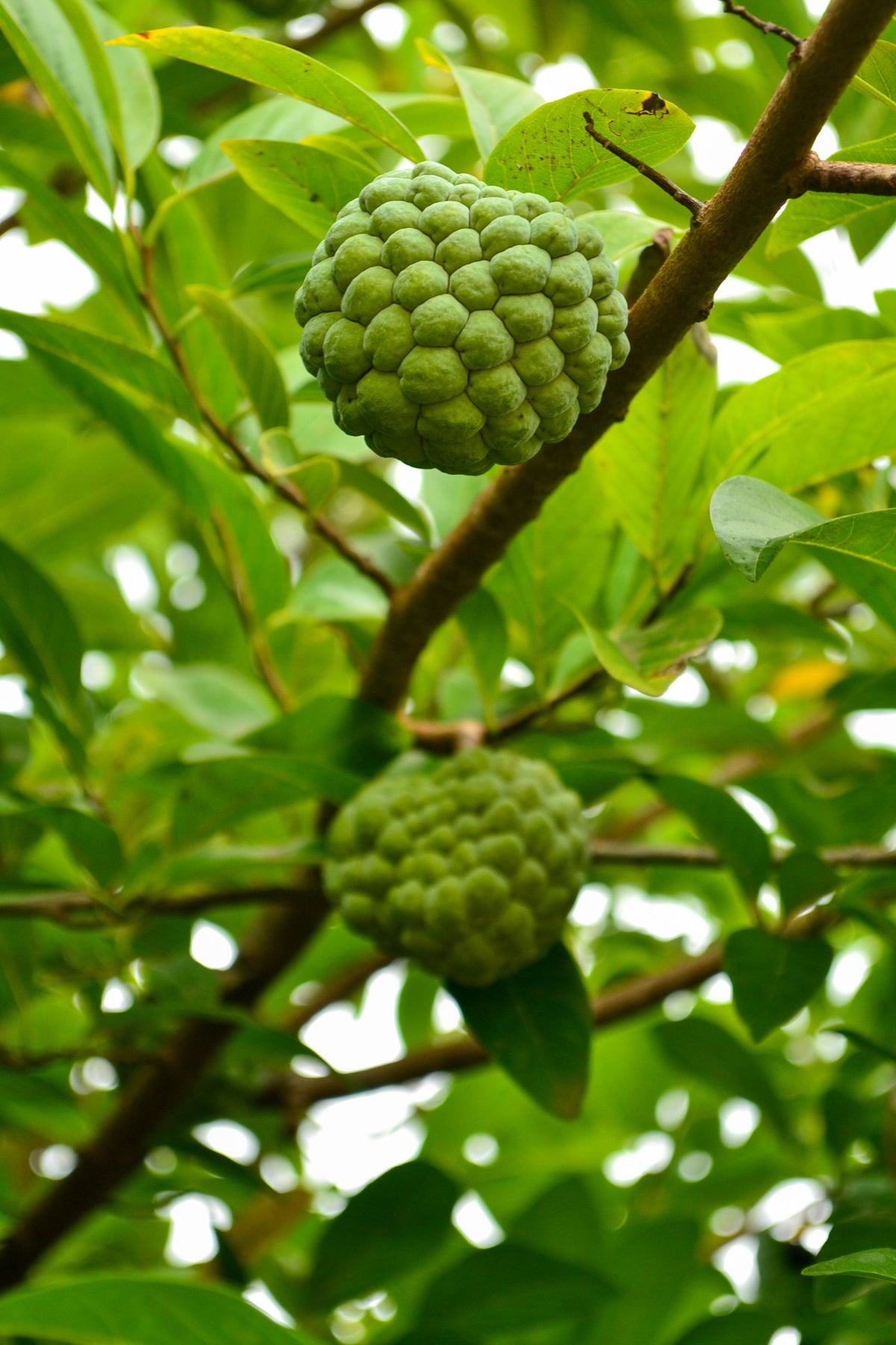 Do green custard apple (sitaphal) fruits branch par latke hue, leaves ke beech