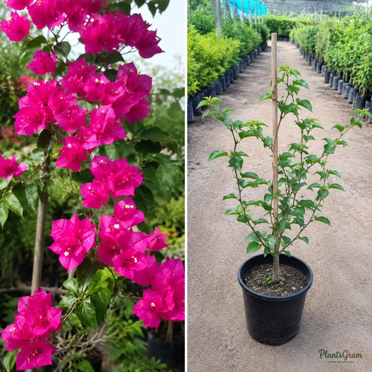 Bougainvillea H. C. Buck (Bougainvillea spectabilis) - Flowering Climber