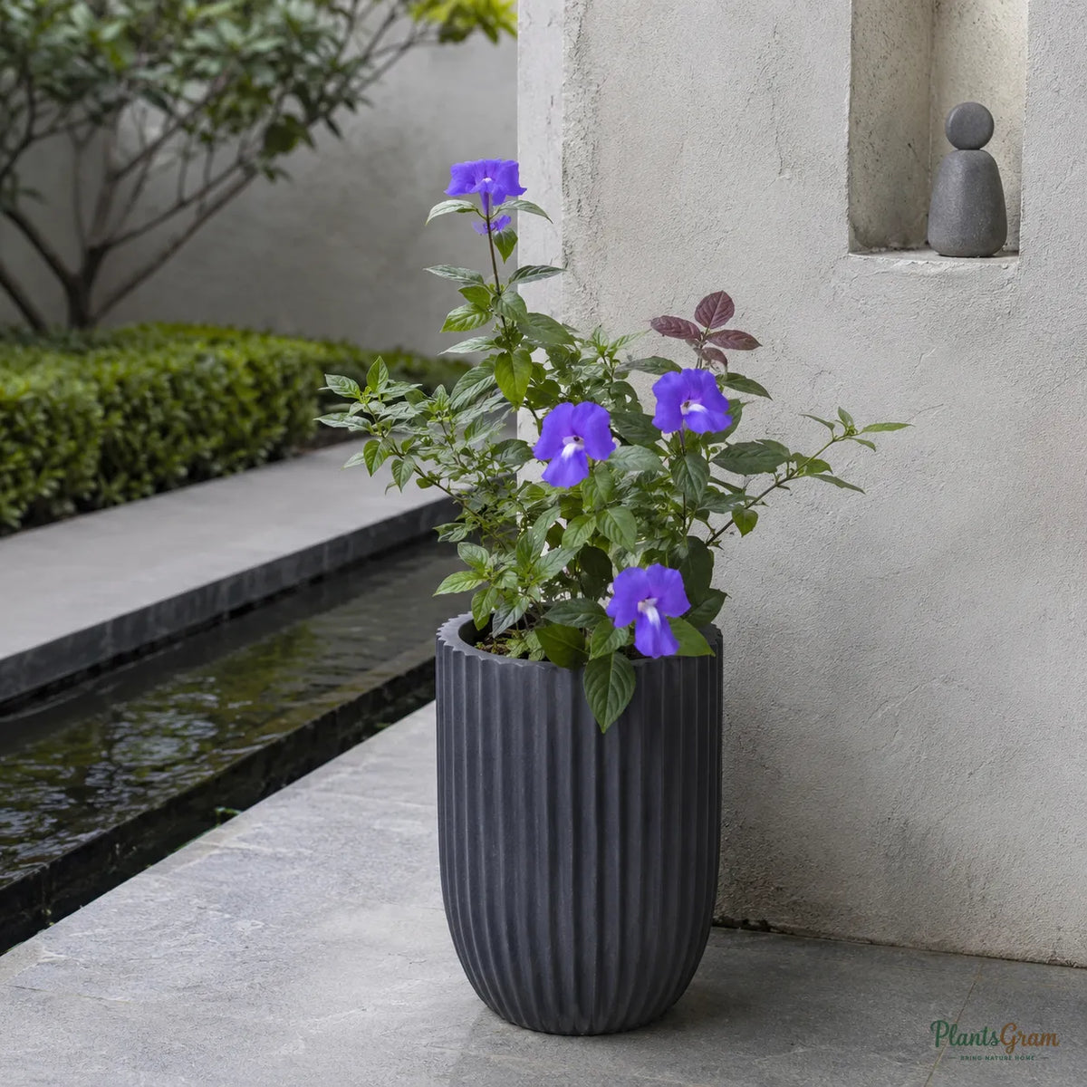 Amazon Blue (Blue Cat's Eye) - Otacanthus Caeruleus