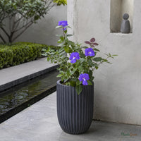 Amazon Blue (Blue Cat's Eye) - Otacanthus Caeruleus