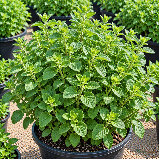 Oregano Seeds for Kitchen Gardens – 30–40 Seeds
