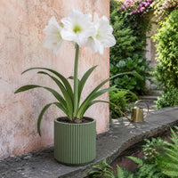 Amaryllis Lily (White) - Hippeastrum sp.
