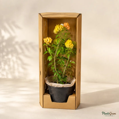 Bougainvillea (Yellow, Colour-Changing) - Buttiana Hybrid