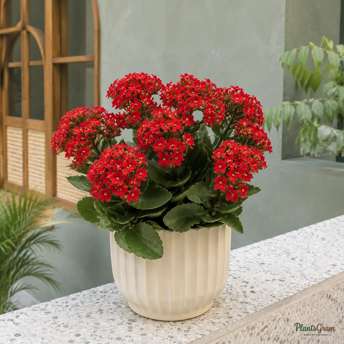 Kalanchoe (Red) - Kalanchoe blossfeldiana
