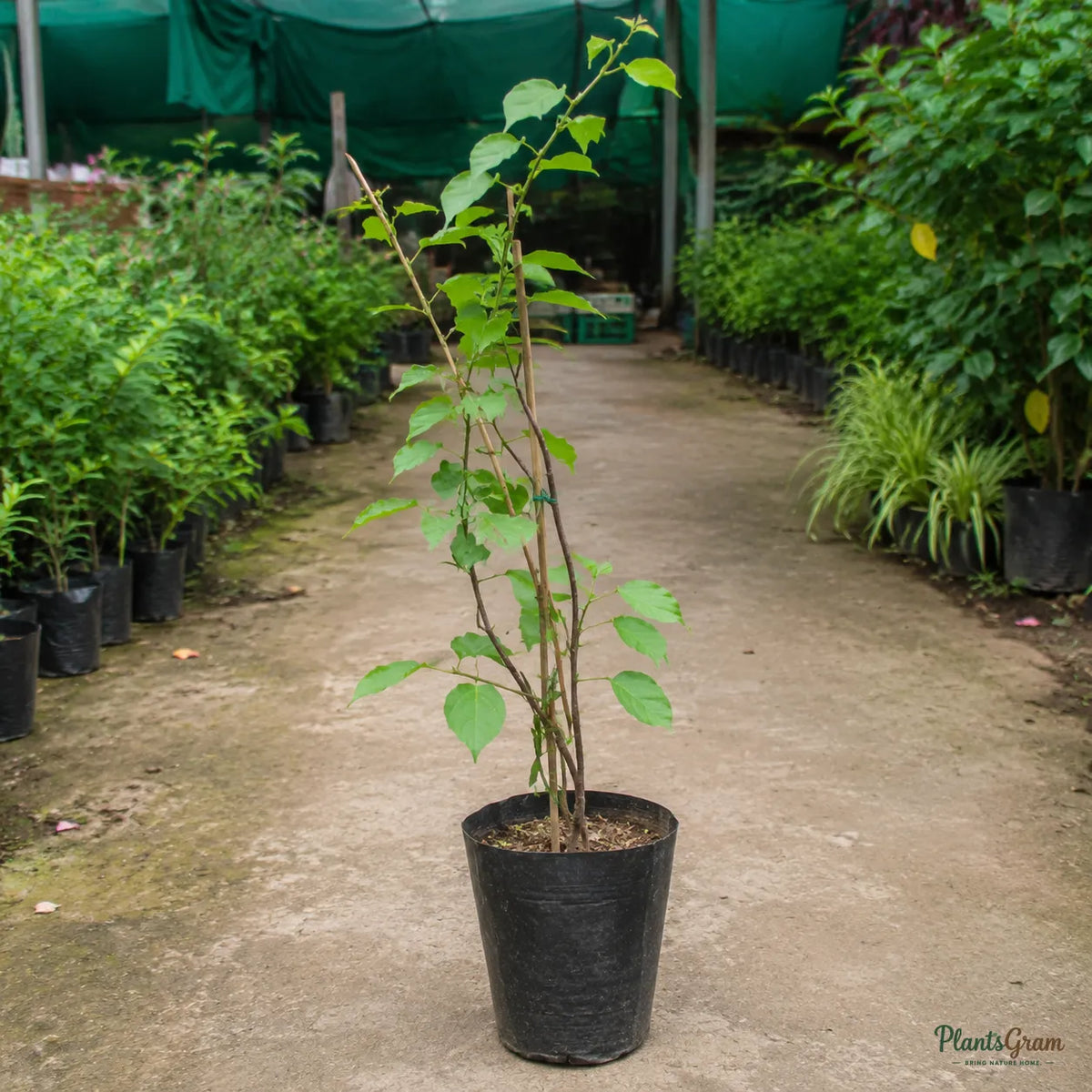 Bougainvillea (Orange) - Buttiana Hybrid
