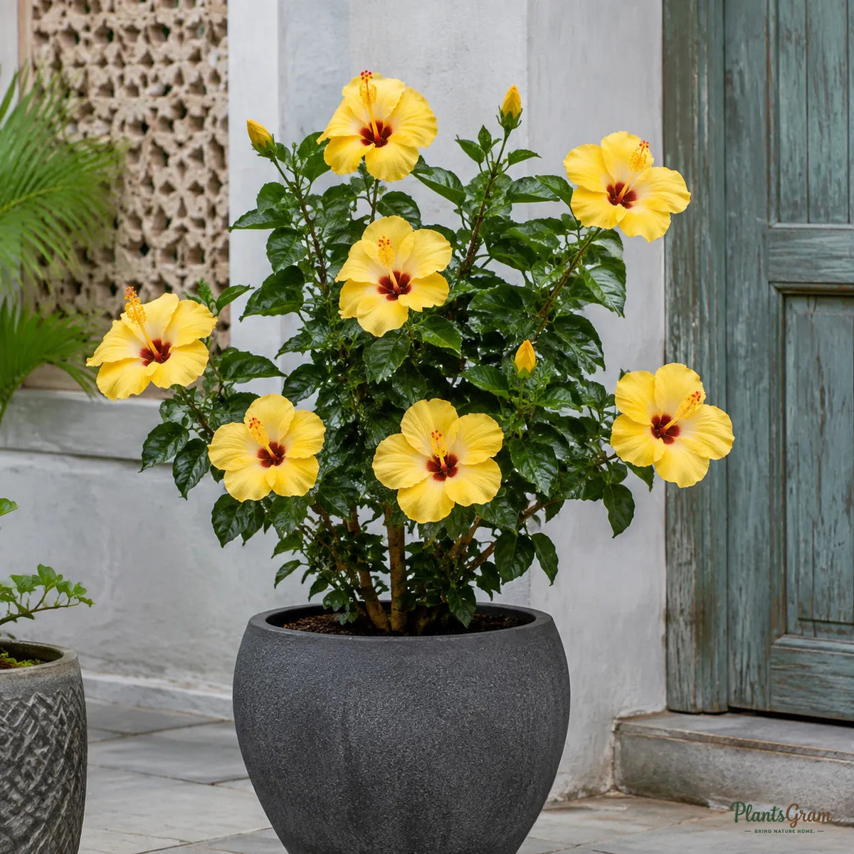Hibiscus (Yellow Hybrid) - Hibiscus rosa-sinensis