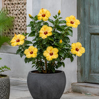 Hibiscus (Yellow Hybrid) - Hibiscus rosa-sinensis