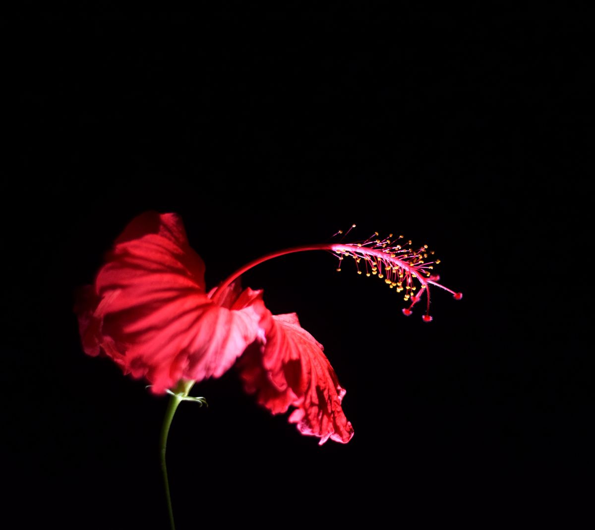 Gehra laal desi gudhal (hibiscus) phool black background pe, side profile mein