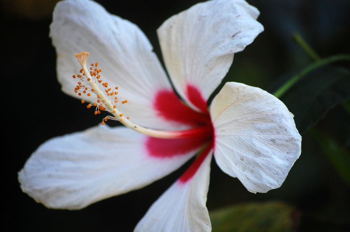 Safed gudhal (hibiscus) phool jiske beech mein halka gulabi-laal throat hai