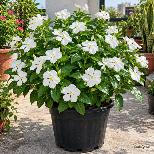 Vinca Pure White Seeds