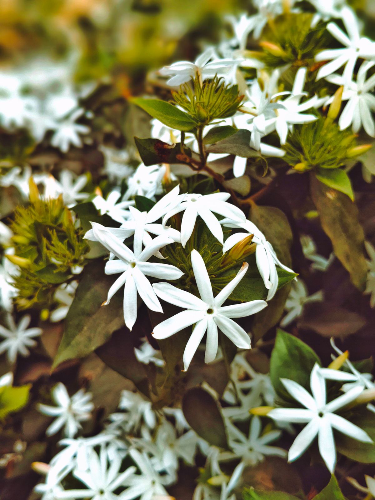 Downy jasmine ke safed pinwheel-akar ke phoolon ka gucha, hari pattiyon ke beech