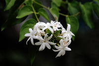 Downy jasmine ke safed tare jaise phool, gehre hare background par close-up