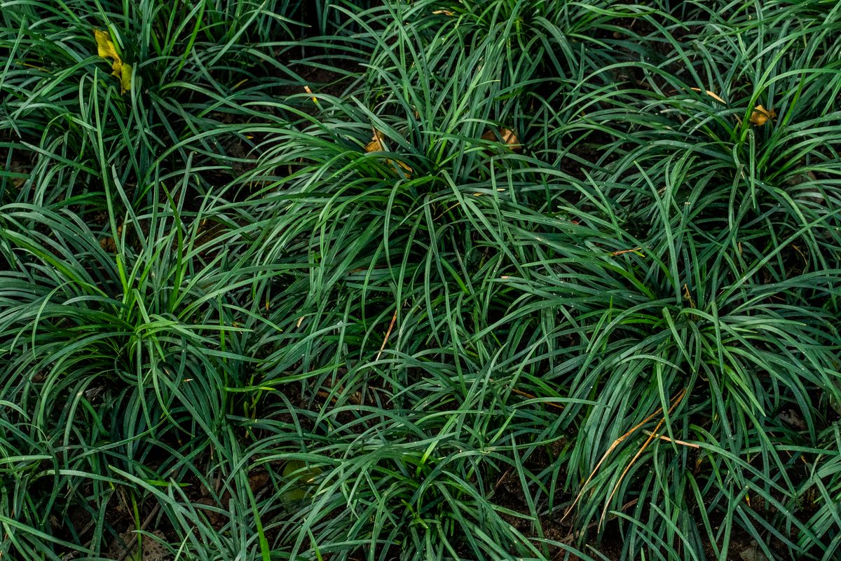 Ghana dwarf mondo grass ke ghane, gehre hare tufts zameen ko cover karte hue