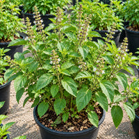 Rama Tulsi Seeds (Indian Green Basil) – 30–40 Seeds
