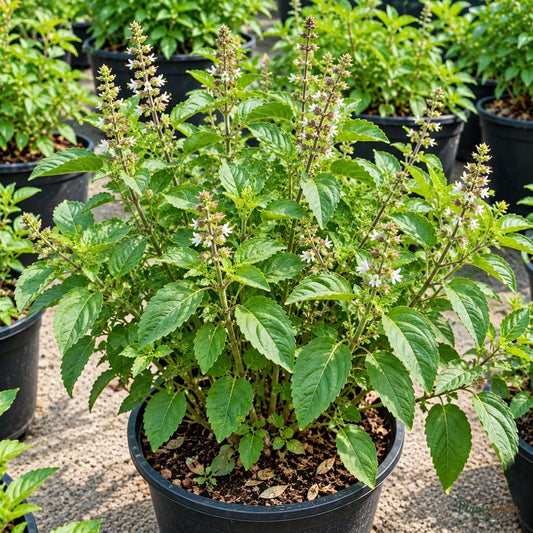 Rama Tulsi Seeds (Indian Green Basil) – 30–40 Seeds