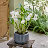 Dendrobium Orchid (White) - Dendrobium Hybrid