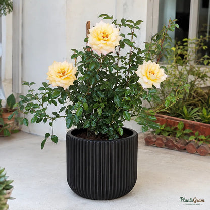 Rose (Shooting Star) - Rosa spp.