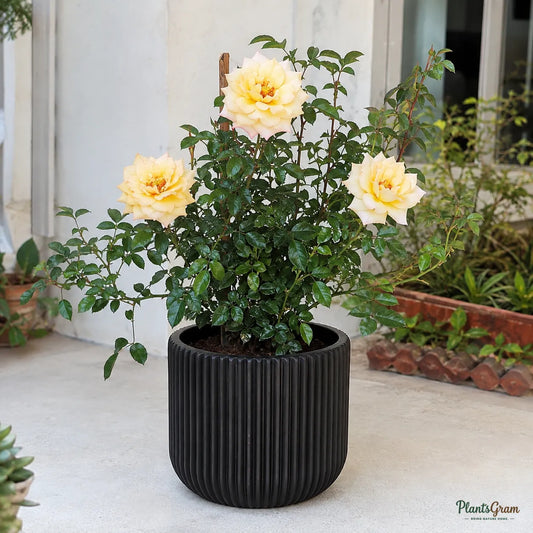 Rose (Shooting Star) - Rosa spp.