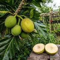 Breadfruit (Artocarpus Altilis) - Fruit Plant