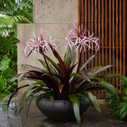 Giant Spider Lily (also called Giant Blood Lily) - Crinum sp.