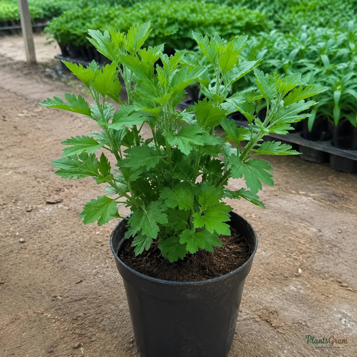Chrysanthemum (Red) - Chrysanthemum sp.