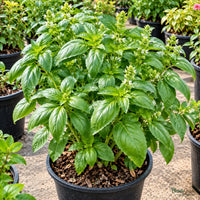 Italian Green Basil Seeds – 30–40 Seeds