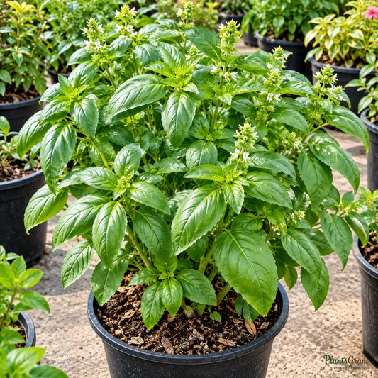 Italian Green Basil Seeds – 30–40 Seeds