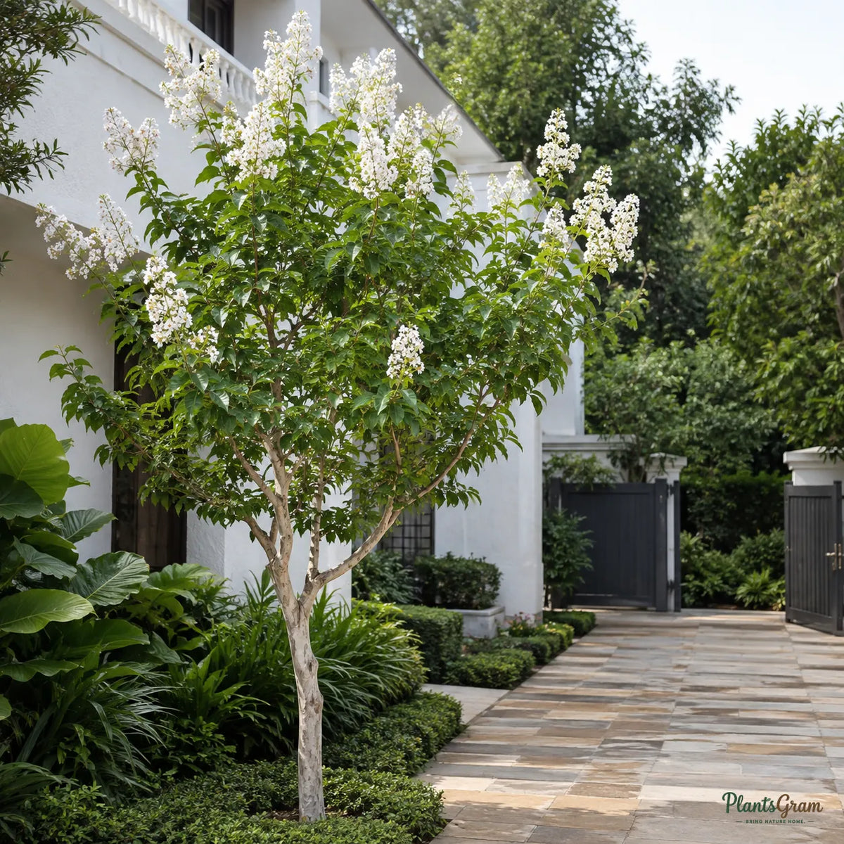 Lagerstroemia White / Crepe Myrtle White (Lagerstroemia speciosa) - Avenue Tree