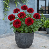 Chrysanthemum (Red) - Chrysanthemum sp.