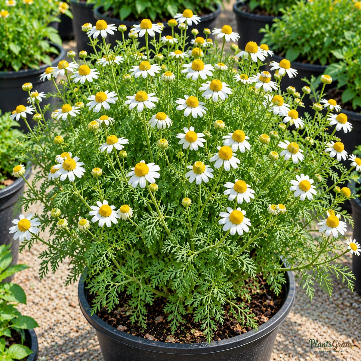 German Chamomile Seeds for Home Gardens – 30–40 Seeds