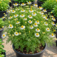 German Chamomile Seeds for Home Gardens – 30–40 Seeds