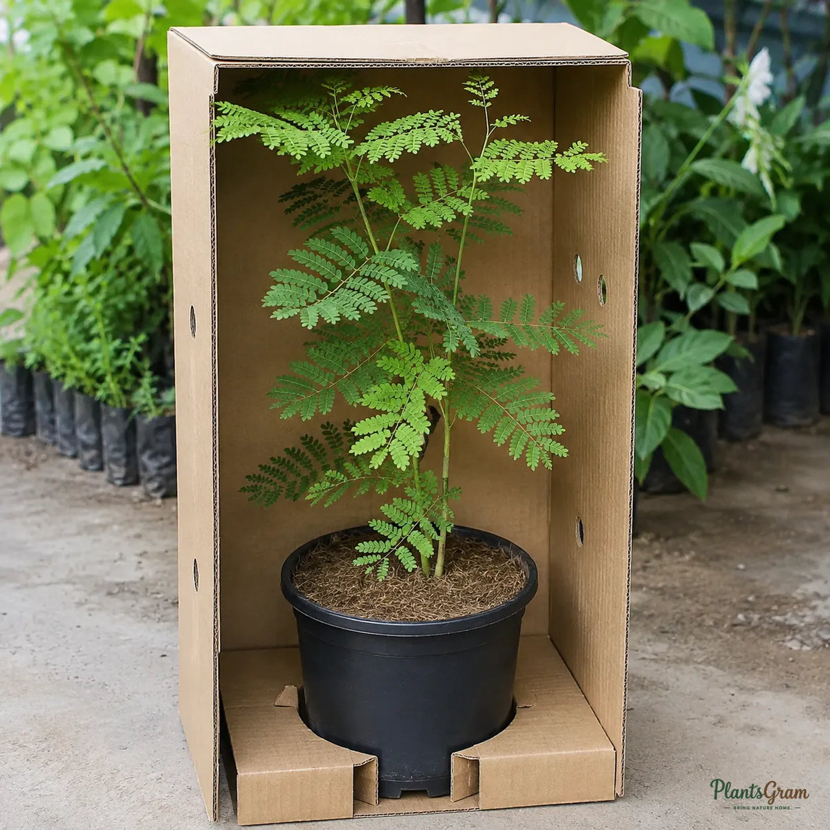 Caesalpinia / Shankasur (Red) - Caesalpinia pulcherrima