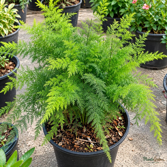 Asparagus Seeds for Kitchen Gardens – 30–40 Seeds